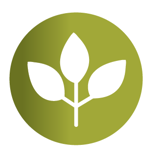 Leaves on a branch within a circle